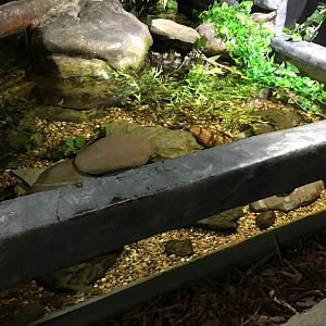 White-clawed crayfish exhibit 030817