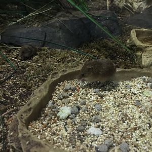 Eurasian harvest mouse 030817