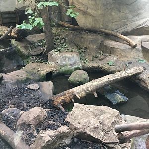Asian small-clawed otter exhibit 030817