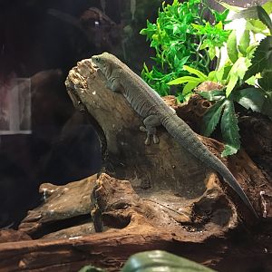 Standing's day gecko 030817