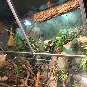 Pygmy marmoset exhibit 030817