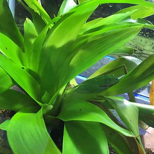 Gliding tree frog 030817