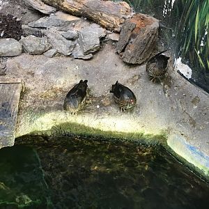 Mandarins above underwater tunnel 030817