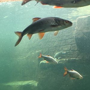 Inhabitants of underwater tunnel exhibit 030817