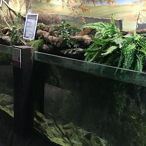 Arctic charr exhibit 030817