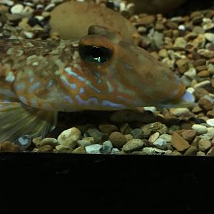 Common dragonet 030817