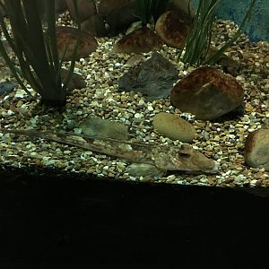 Common dragonet 030817