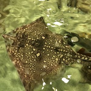 Thornback ray 030817