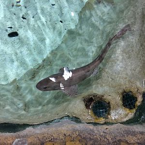 Smallspotted catshark 030817