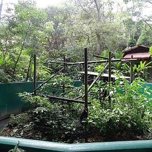 White-headed capuchin monkey enclosure