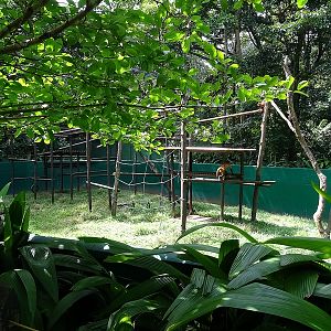 Black-handed spider monkey enclosure