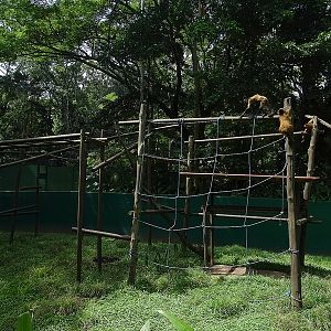Black-handed spider monkey enclosure