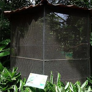 Yellow-naped parrot aviary