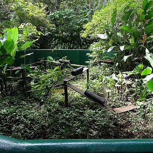 Greater grison enclosure