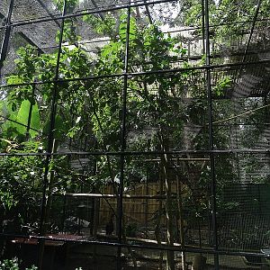 Crested guan aviary