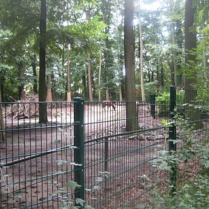 Rostock Zoo - Wapiti exhibit