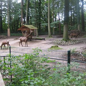 Rostock Zoo - Wapiti exhibit
