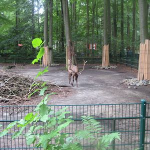 Rostock Zoo - Wapiti exhibit