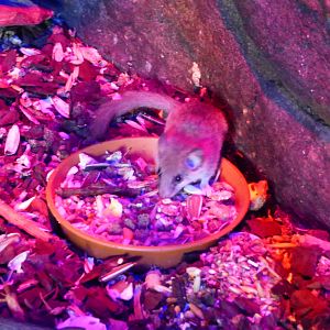 African Pygmy Dormouse