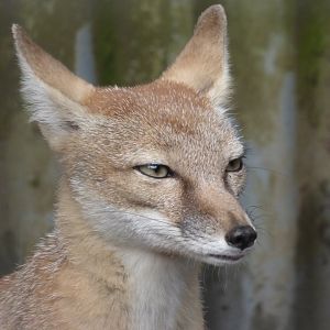 Corsac Fox