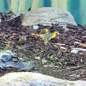 Dwarf Croc and Weaver Mixed Exhibit