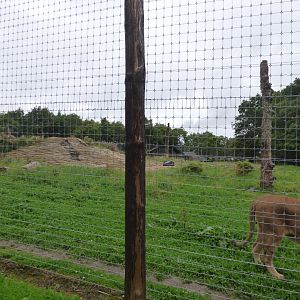 Lion Enclosure