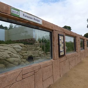 European Badger Enclosure