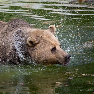 Brown bear : Whipsnade : 25 Aug 2017