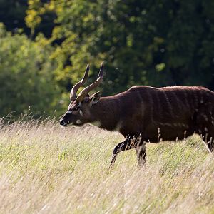 Western sitatunga : Whipsnade : 25 Aug 2017