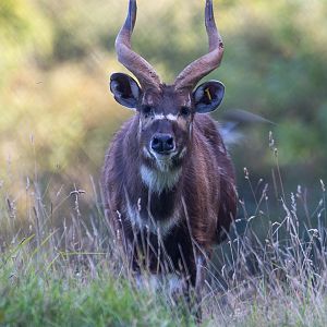 Western sitatunga : Whipsnade : 25 Aug 2017