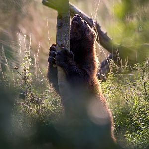 European wolverine : Whipsnade : 25 Aug 2017