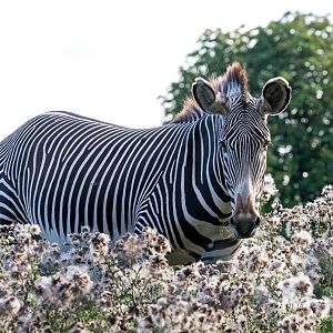 Grévy's zebra : Whipsnade : 25 Aug 2017