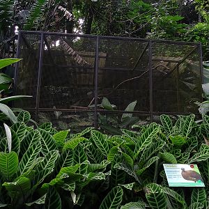 Chachalaca enclosure
