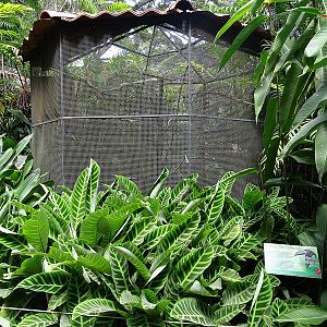 Aracari enclosure