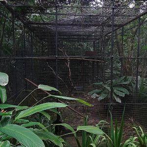 Great curassow enclosure