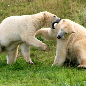 Polar bears; Yorkshire Wildlife Park; 19th August 2017
