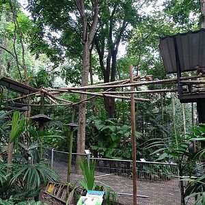 Great green macaw enclosure