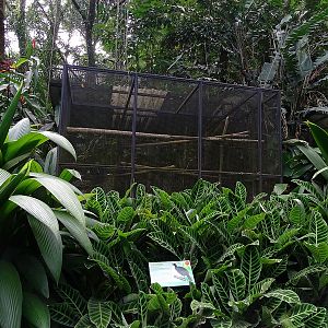 Black guan enclosure