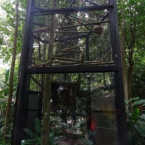 Hoffmann's sloth enclosure
