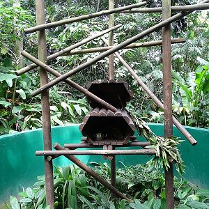 Mexican tree porcupine enclosure