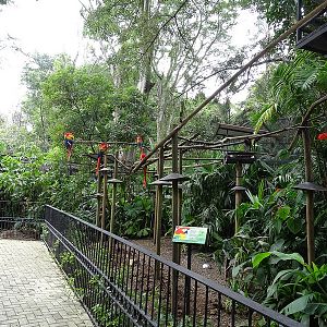 Scarlet macaw enclosure