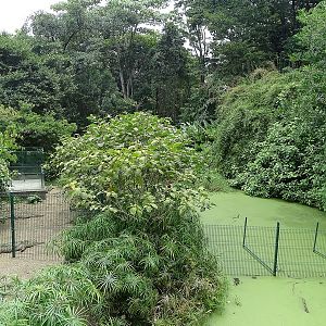 American crocodile (and turtle) enclosure