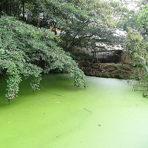 Enclosure for Bairds tapir (and a caiman)