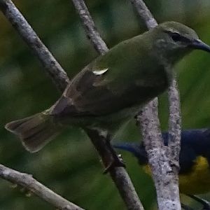Juvenile Red-legged Honeycreeper