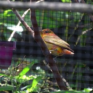 Summer Tanager (Piranga rubra), San Jose Zoo