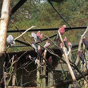 Galahs 040817
