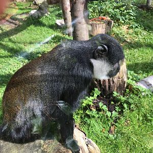 L'Hoest's monkey 040817