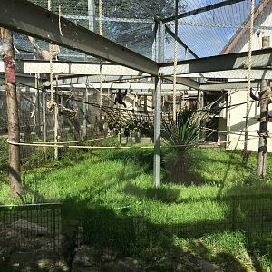 Pileated gibbon enclosure 040817