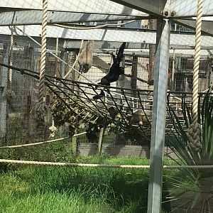 Pileated gibbon 040817