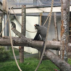 De Brazza's monkeys 040817